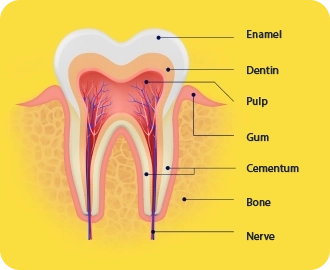 Illustration of a tooth
